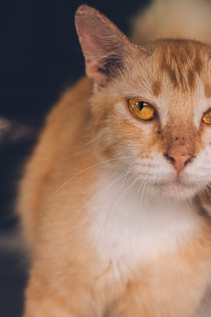 Varinha Interativa para Gatos
